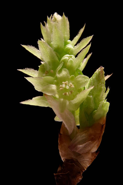 istock macro sgot of a green bud 95943561