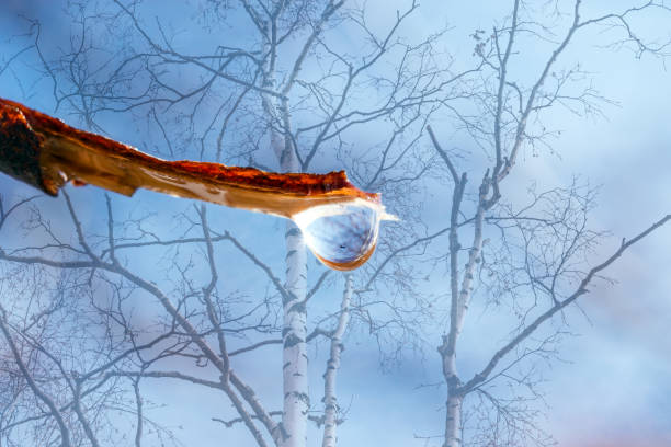 A drop of birch sap flows down from a broken branch of birch in the spring against a bright blue sky, concept ecology, plant protection