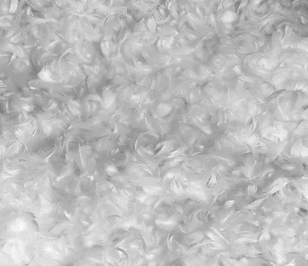 full frame background made with lots of down feathers