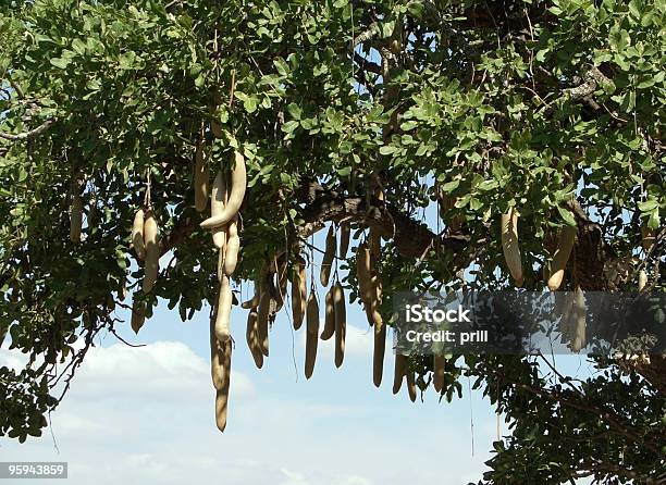 Leberwurstbaum Obst Stockfoto und mehr Bilder von Insel Sansibar - Insel Sansibar, Leberwurstbaum, Afrika