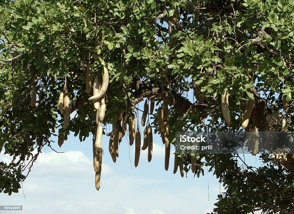 Kigelia africana frutas - Foto de stock de Kigelia africana royalty-free