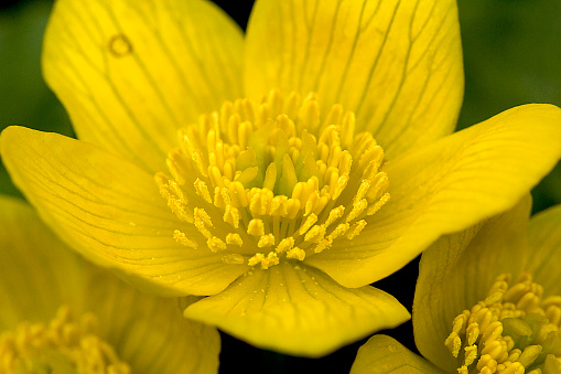 Bright yellow flowers of marsh marigold, Caltha palustris, in wetlands at Valley Falls Park in Vernon, Connecticut.