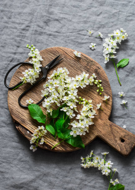 istock Cherry blossoms on rustic cutting board on grey background, top view. Home interior decoration. Copy space, flat lay 959442544