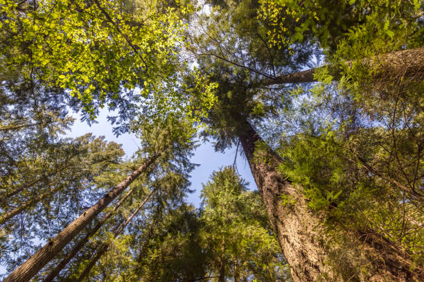 istock view from below upwards to tree trunks with green leaf crowns rising to the blue sky 959443286