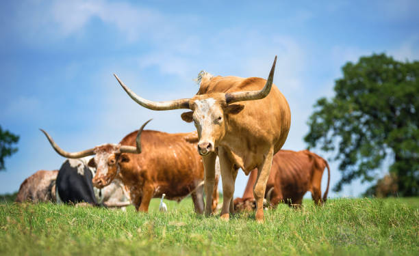 istock Texas longhorn cattle grazing on spring pasture 959443468