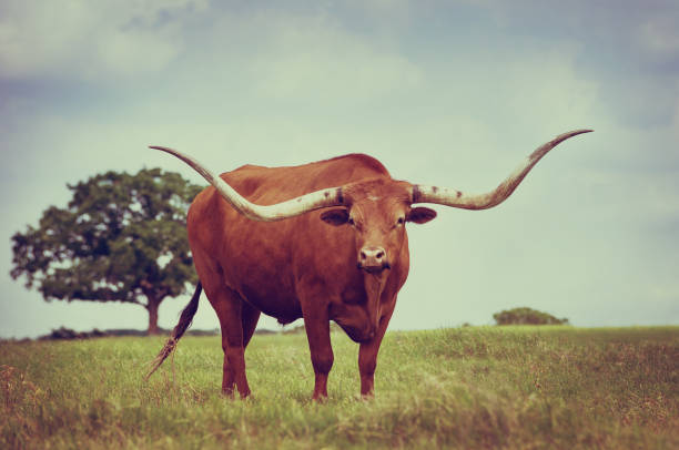 longhorn texas pastejo em pastagem de primavera - texas texas longhorn cattle cattle ranch - fotografias e filmes do acervo