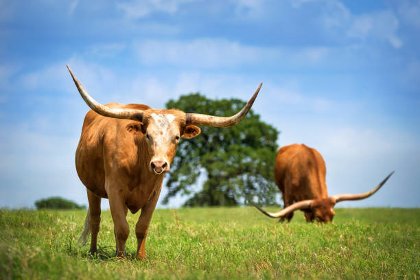 istock Texas longhorn cattle grazing on spring pasture 959443816