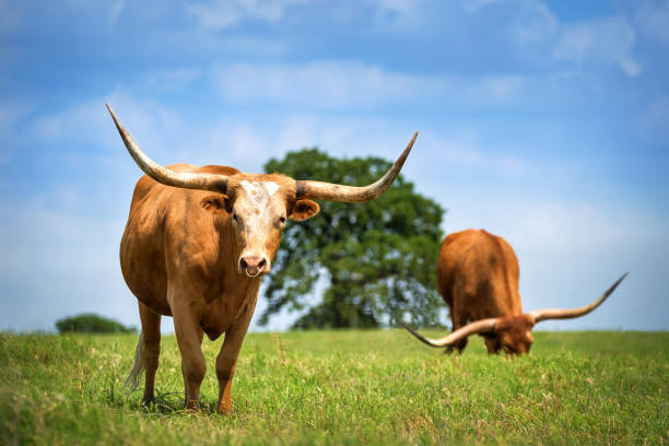 texas longhorn bydło wypas na wiosennych pastwiskach - texas longhorn cattle horned bull long zdjęcia i obrazy z banku zdjęć