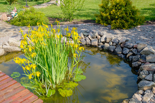 Blooming yellow water iris in a fake garden pond.