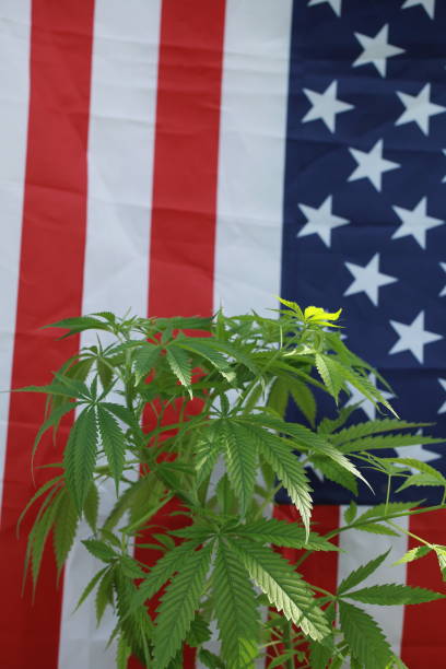 istock cannabis marijuana  American flag 959444038