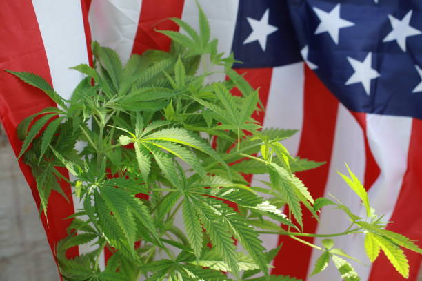 istock cannabis marijuana  American flag 959444040
