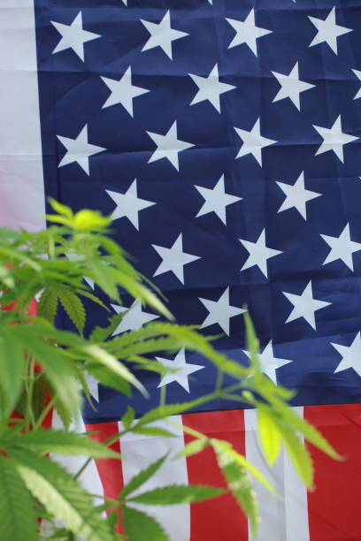 istock cannabis marijuana  American flag 959444050