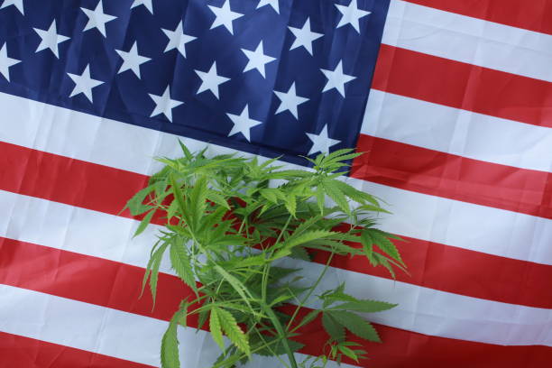istock cannabis marijuana  American flag 959444072