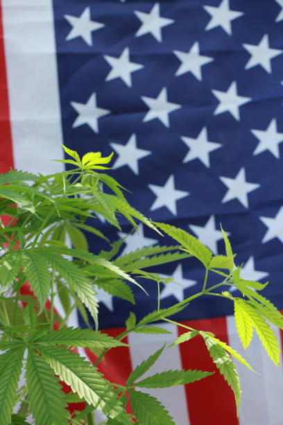 istock cannabis marijuana  American flag 959444074
