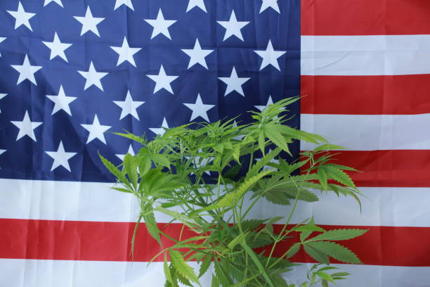 istock cannabis marijuana  American flag 959444118