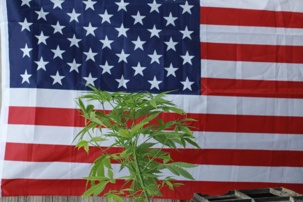 istock cannabis marijuana  American flag 959444136