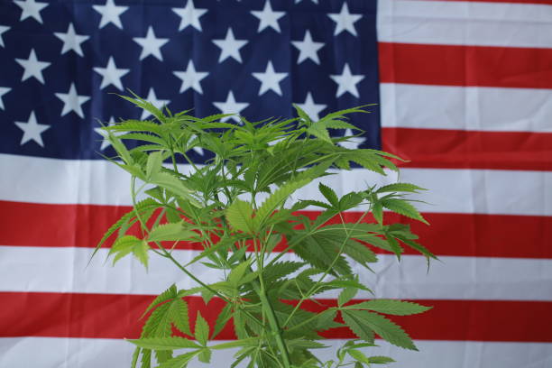 istock cannabis marijuana  American flag 959444138