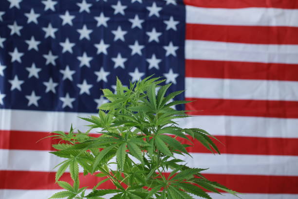 istock cannabis marijuana  American flag 959444140