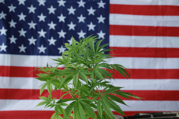 istock cannabis marijuana  American flag 959444142