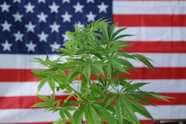 istock cannabis marijuana  American flag 959444154