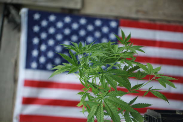 istock cannabis marijuana  American flag 959444182