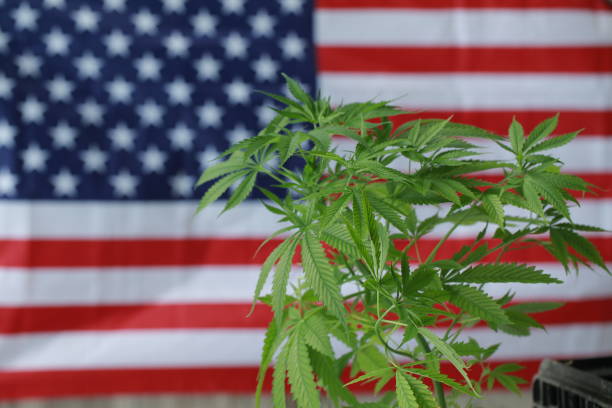 istock cannabis marijuana  American flag 959444194