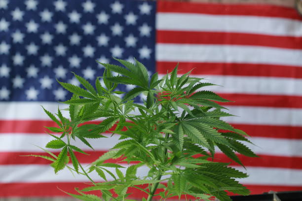 istock cannabis marijuana  American flag 959444210