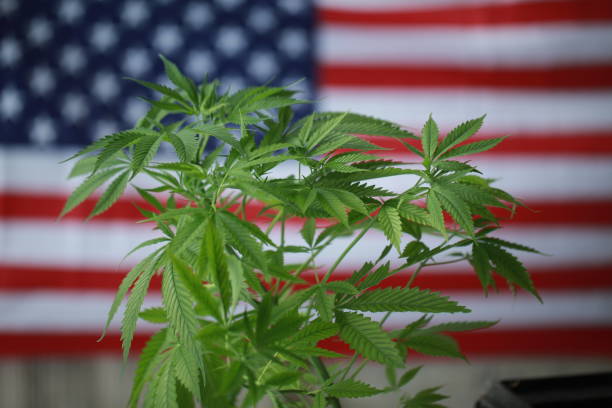 istock cannabis marijuana  American flag 959444216