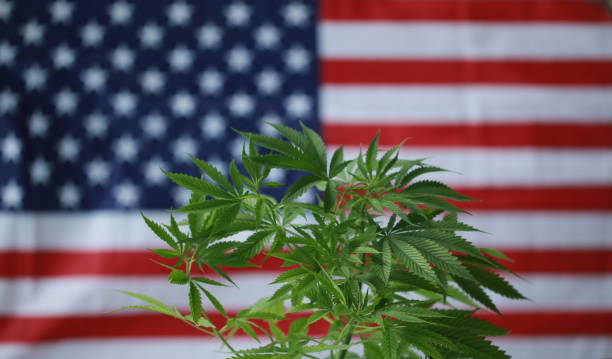 istock cannabis marijuana  American flag 959444220