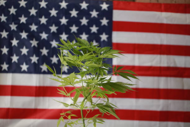 istock cannabis marijuana  American flag 959444312
