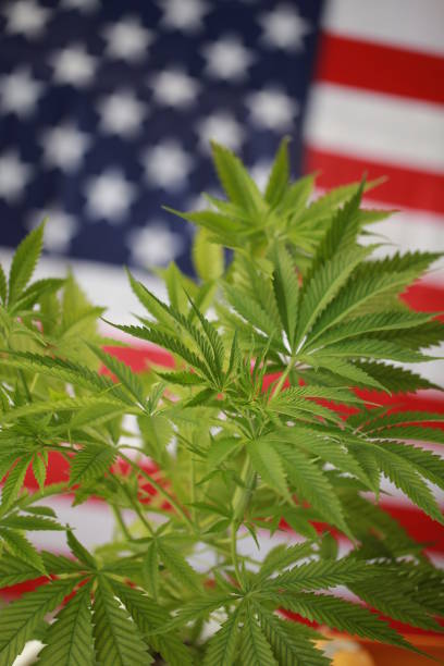 istock cannabis marijuana  American flag 959444320