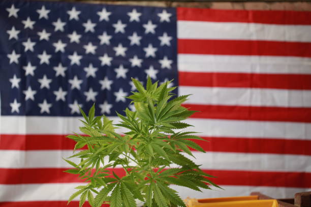 cannabis marijuana  American flag