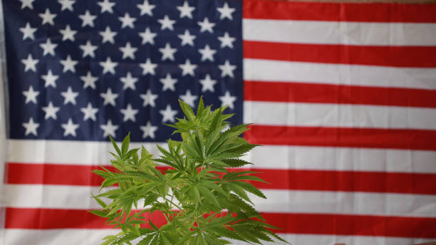 istock cannabis marijuana  American flag 959444396