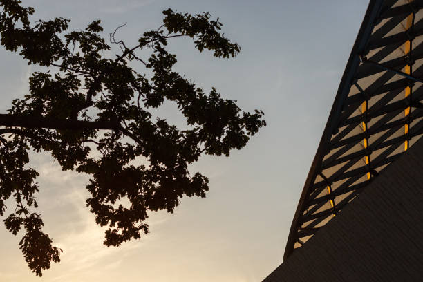 istock the branches of a tree on sunset sky background 959444650