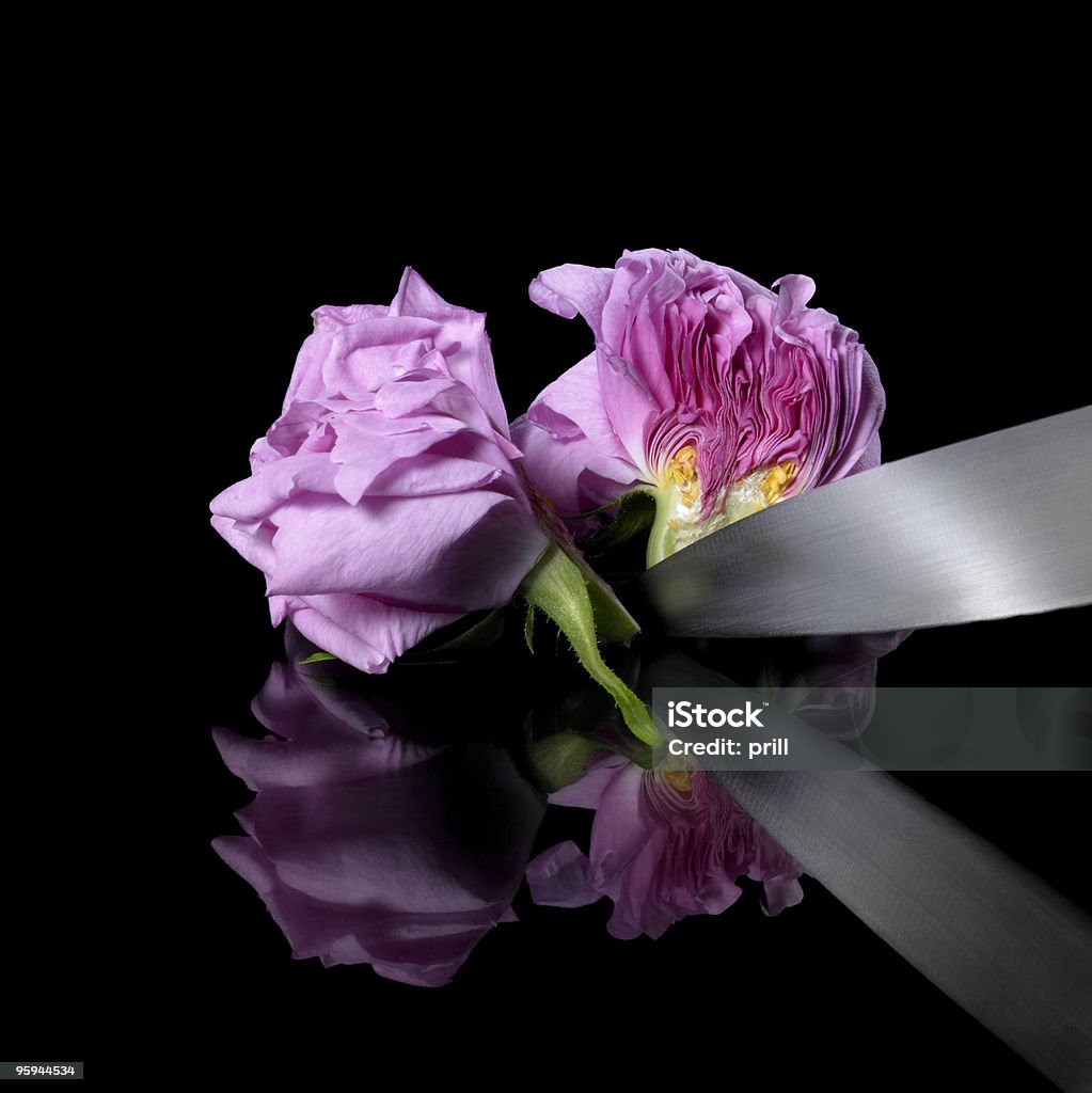 rose Blume Trennung - Lizenzfrei Allegorie Stock-Foto