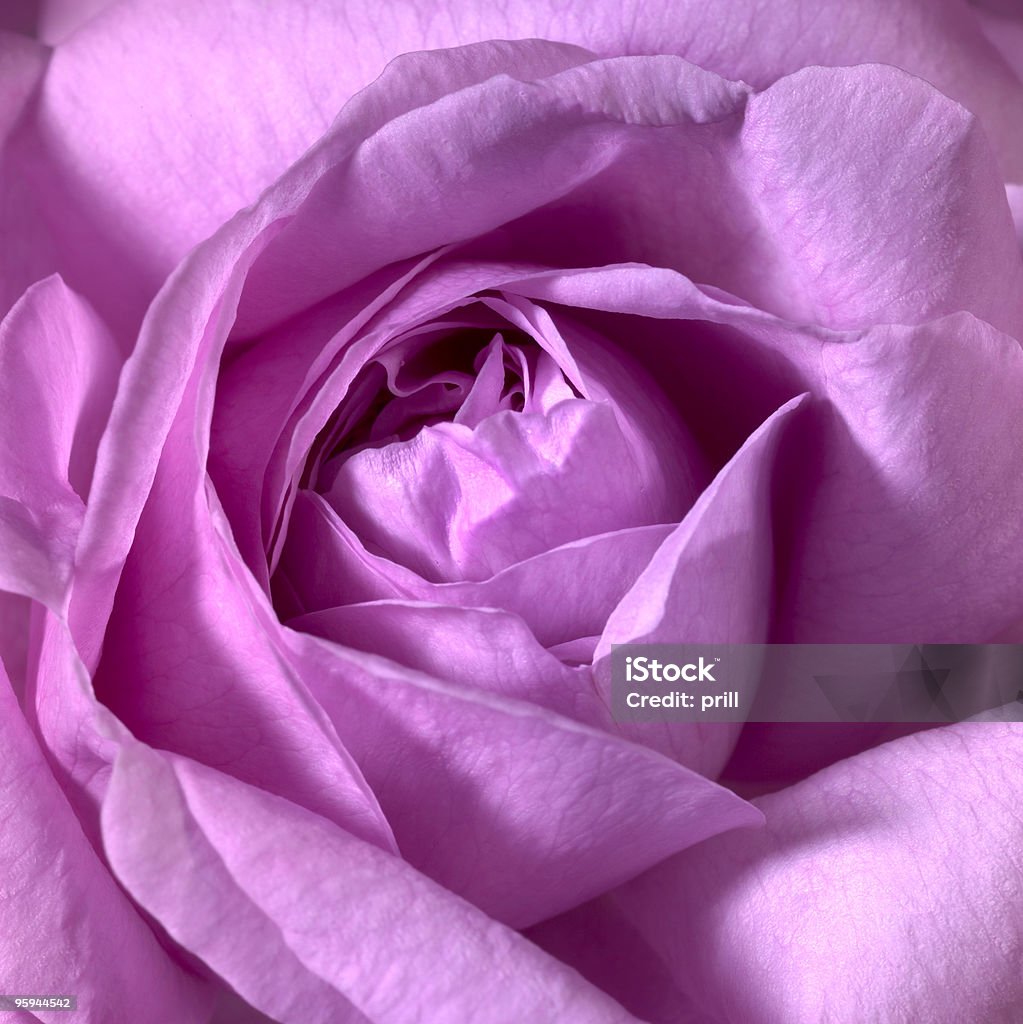 Grande plano de rosa Flor Rosa - Royalty-free Abstrato Foto de stock