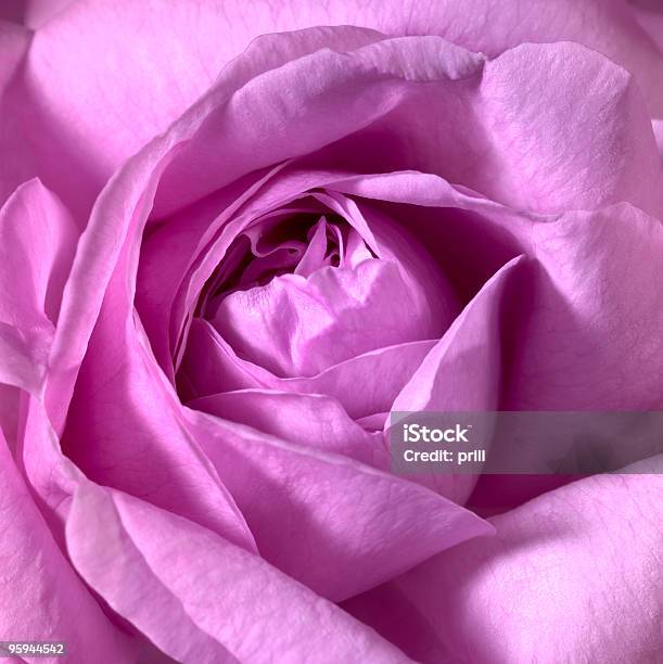 Grande Plano De Rosa Flor Rosa - Fotografias de stock e mais imagens de Abstrato - Abstrato, Alegoria, Amor