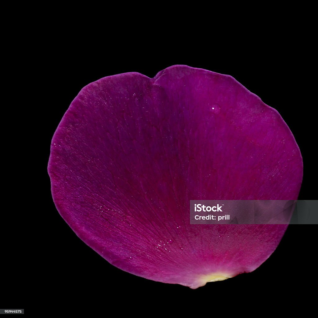 Petali di rosa viola - Foto stock royalty-free di Allegoria