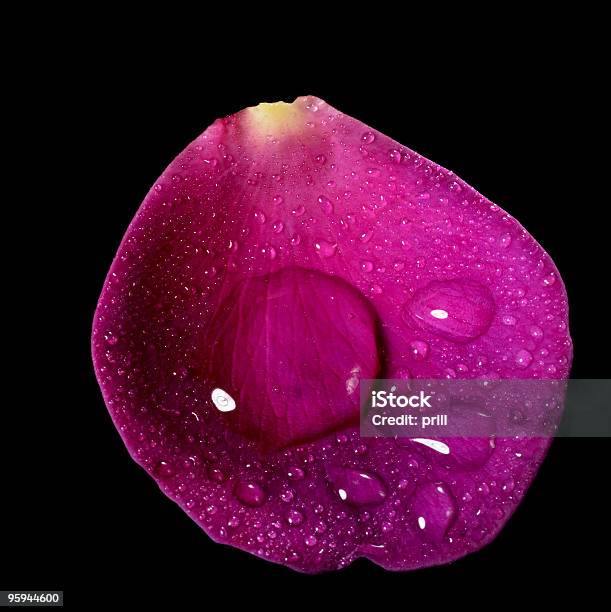 Mokre Purple Rose Petal - zdjęcia stockowe i więcej obrazów Aranżacja - Aranżacja, Bez ludzi, Bliskie zbliżenie