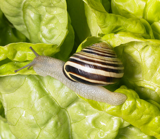 istock striped Grove snail and lettuce leaves 95944677