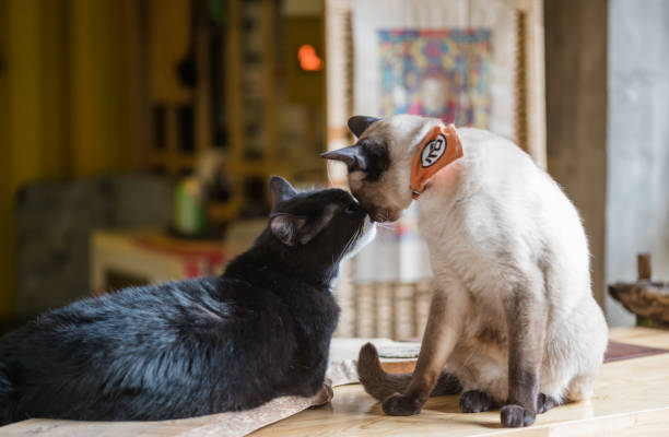 Dois gatos jogando. - foto de acervo