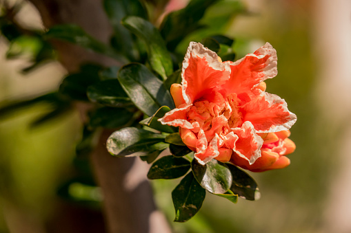 close up pomegranate flowers on tree branch in nature