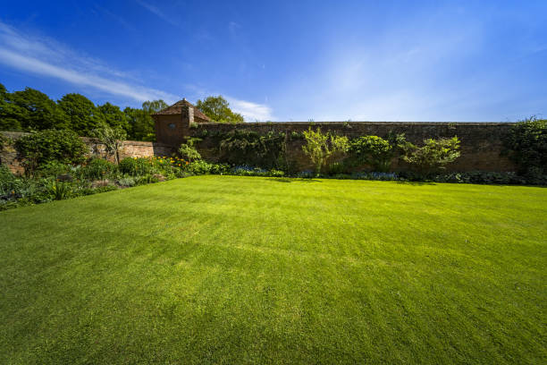 istock lush green lawn grass garden gardening 959454318