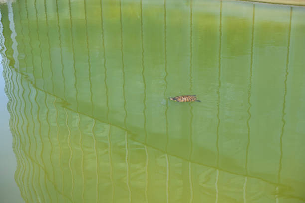 Red-eared slider turtle to swim in the pond with copy space.