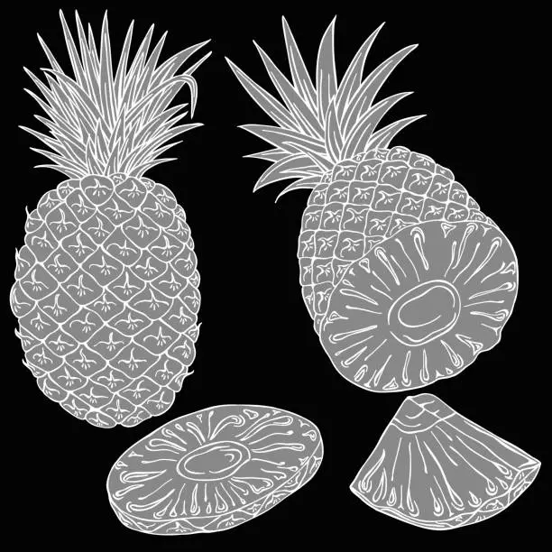 Vector illustration of Pineapple fruit linear illustration, vector