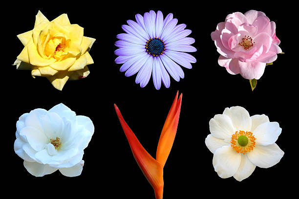 istock Variety of Beautiful Flowers 95945646