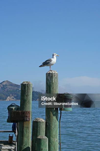 소살리토 Seagull On 근위대 0명에 대한 스톡 사진 및 기타 이미지 - 0명, 가까운, 가까이 옴