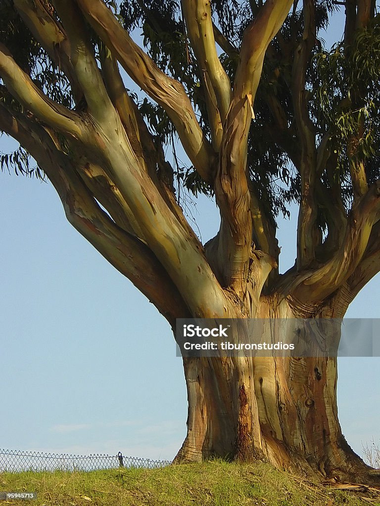 Большой Noble Эвкалиптовое дерево - Стоковые фото Происхождение роялти-фри