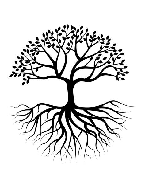 ilustraciones, imágenes clip art, dibujos animados e iconos de stock de silueta de árbol con raíz - raíz