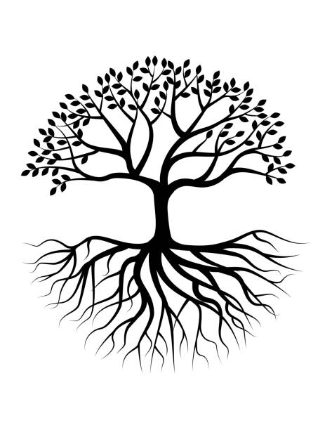 illustrazioni stock, clip art, cartoni animati e icone di tendenza di albero silhouette con radice - roots